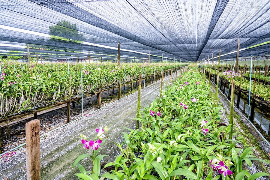 Agricultural seedling trough